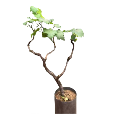 诚智旺 葡萄树 飓风无核白3-5年 棵