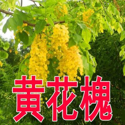 水白洋槐蜜 水白洋槐蜜推荐 苏宁易购