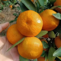 鲜贝达 涌泉蜜桔5斤装水果VC橙子