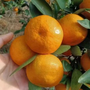 鲜贝达 涌泉蜜桔5斤装水果VC橙子