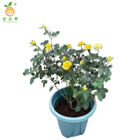 廷豪果 黄菊红 4-6分枝 /盆