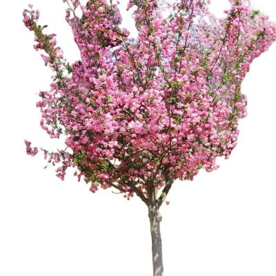 诚智旺 移栽海棠树 7-8公分/棵