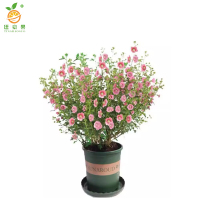 廷豪果 木槿 冠幅80cm /棵