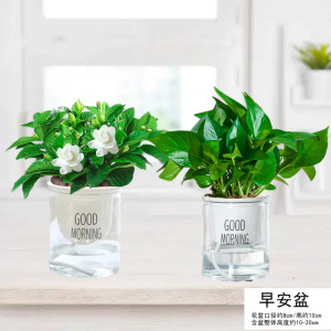 [补贴10%]栀子花盆栽九里香水培茉莉花卉绿植物室内四季开花客厅大型绿箩