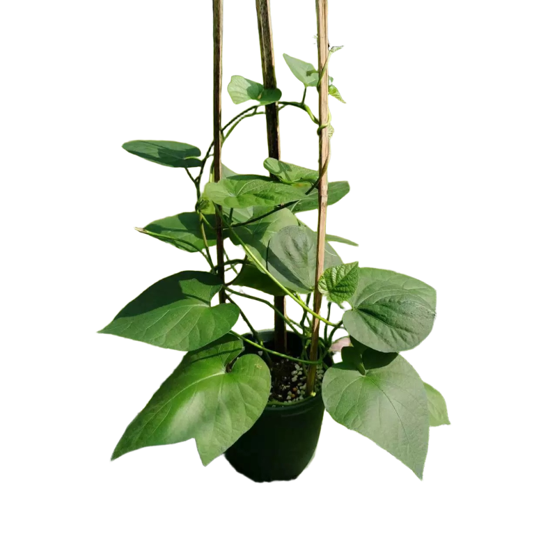 诚智旺 牵牛花 喇叭花/棵