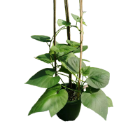 诚智旺 牵牛花 喇叭花/棵