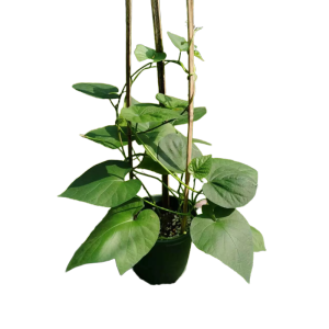 诚智旺 牵牛花 喇叭花/棵