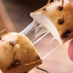 鲜贝达 河北铁棍山药35-50cm/5斤装