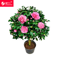 疆不凡 山茶花 JBF-CJTZ157颗