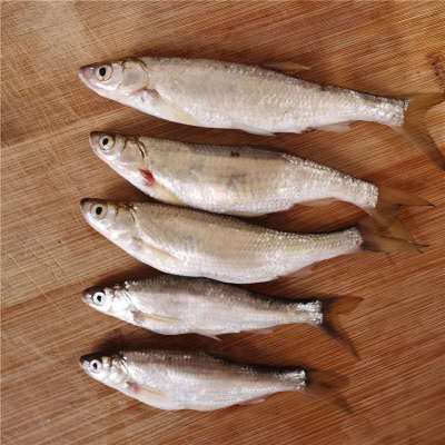赛卡伊 新鲜白条餐条小刁子翘嘴鱼柳叶鱼白丝鱼现杀去内脏现发 中小号