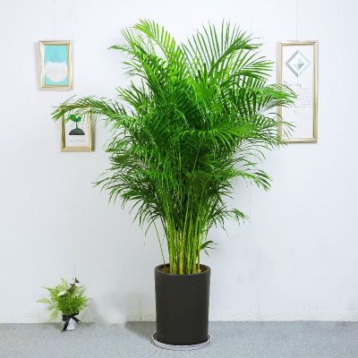 夏威夷椰子花 夏威夷椰子花推荐 苏宁易购
