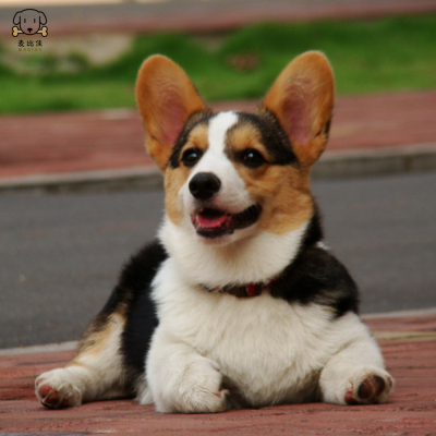 麦比佳纯种柯基犬幼犬狗狗活体小体柯基狗双血统级宠物狗狗公母视频挑选小短腿小型犬包健康疫苗驱虫做好