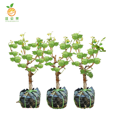 廷豪果 葡萄树 2年生(高35cm)/颗
