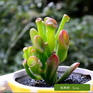 [补贴10%]多肉植物组合盆栽好养套装花卉小盆栽懒人植物老桩桌面法师不需