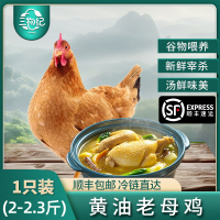 [苏鲜生推荐]三物纪 正宗皖南黄油老母鸡2-2.3斤/只 1只装 新鲜现杀整鸡净膛冷冻竹林慢养鸡走地鸡