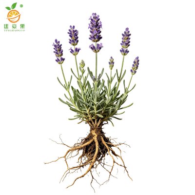廷豪果 特色型草花 THG-CH003 棵