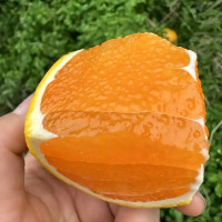 [中华特色]秭归馆 一苇农佳 秭归脐橙九月红3斤装果径60-70mm 新鲜采摘 坏果包赔 华中