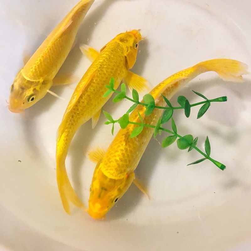 冷水锦鲤黑金白金黄锦龙凤招财黑鱼金鱼活体直销批发镇宅 黄锦鲤11