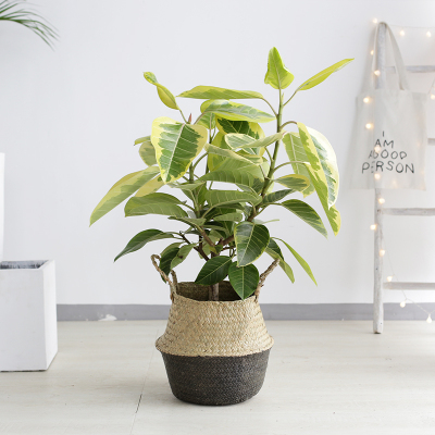 金榕盆栽室内客厅大型观叶植物北欧风净化空气绿植大型植物 黄金榕-0.