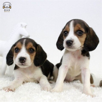 麦比佳宠物比格狗狗活体花色比格犬幼犬纯种血统级比格短毛米格鲁猎兔犬 比格猎狗高智商家养中小型犬视频挑选