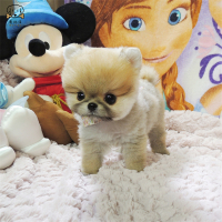 麦比佳狗狗活体纯种博美犬幼犬哈多利系球体博美俊介狗长不大茶杯犬玩具型迷你袖珍博美宠物狗微小体杯子狗视频挑选