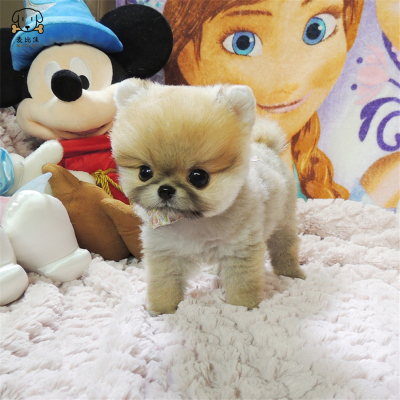 麦比佳狗狗活体纯种博美犬幼犬哈多利系球体博美俊介狗长不大茶杯犬玩具型迷你袖珍博美宠物狗微小体杯子狗视频挑选