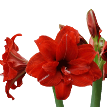 秋冬花卉图片 秋冬花卉图片大全 苏宁易购