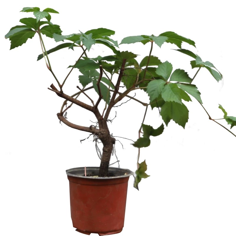 诚智旺 爬山虎 两年生/束