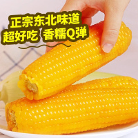 肇玉 黄糯玉米 4.8斤(240g*10根) 东北甜黏玉米棒 早餐苞米 真空包装