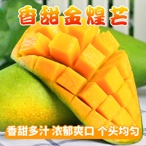 [西沛生鲜]新鲜金煌芒 净重8.5斤 大果 单果350g+