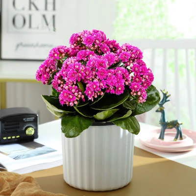 盆栽长寿花重瓣