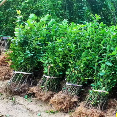 诚智旺 冬青苗 高50-60cm/株