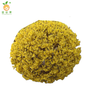 廷豪果 连翘球 冠幅50cm /棵