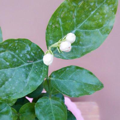 茉莉花苗盆栽 室内桌面绿植香草花卉重瓣白色茉莉花净化空气生活日用办公室园艺用品花卉绿植盆栽