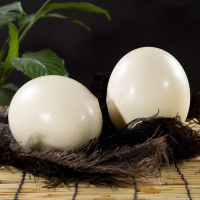[熊猫鸟]顺丰快递 新鲜鸵鸟蛋 3斤/个 食用超大蛋可 鲜蛋送礼雕刻 大蛋