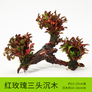 沉木水缸鱼缸装饰造景套餐小水榕类懒人新手真水椒植物