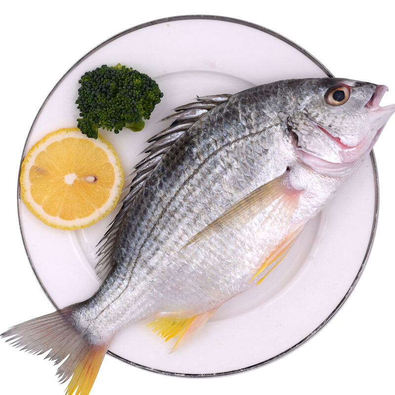 [四海生鲜] 东山岛海钓黄翅鱼(1条3两到1斤)黄立鱼黄脚立新鲜海鲜水产