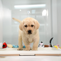 【点点宠物】宠物狗狗拉布拉多犬幼犬 纯种血统级短毛拉布拉多导盲犬 赛级大骨架高智商拉布家养宠物狗狗 可视频挑选包健康