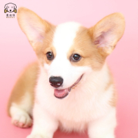 麦比佳柯基犬活体狗狗幼犬纯种双血统级短腿小柯基双色三色公母可选包健康柯基狗小型宠物狗空运直达 视频挑选