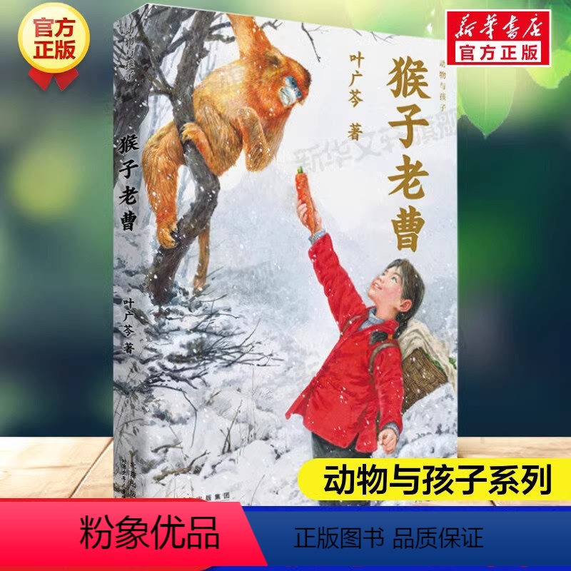 猴子老曹 [正版]猴子老曹 叶广芩动物与孩子人与金丝猴大自然必小学生二三四五年级课外阅读故事书籍儿童文学小说北京少年儿童