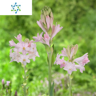 夜来香花价格 夜来香花最新报价 夜来香花多少钱 苏宁易购