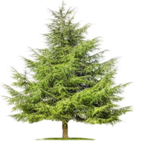 诚智旺 白皮松 高1.2米/棵