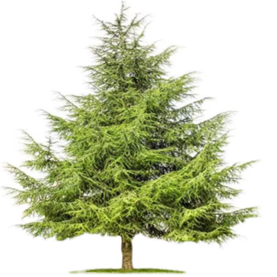 诚智旺 白皮松 高1.2米/棵