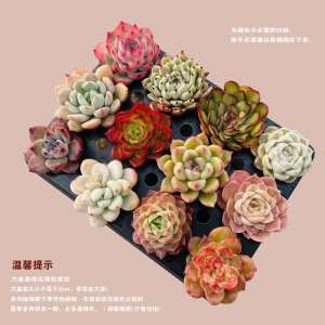 [补贴10%]多肉植物组合盆栽好养套装花卉小盆栽懒人植物老桩桌面法师不需