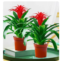 诚智旺 鸿运当头 YDT-1/盆