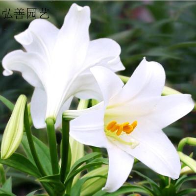 百合花价格 百合花最新报价 百合花多少钱 苏宁易购