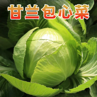 [西沛生鲜]新鲜包菜 净重8.5斤 农家自种甘蓝菜圆白菜当季蔬菜卷心包心菜
