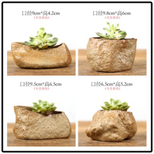 多肉植物石头花图片 多肉植物石头花图片大全 苏宁易购