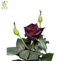 廷豪果 黑玫瑰 4-6分枝 /棵