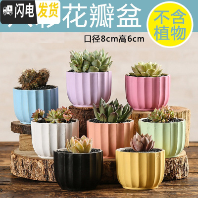 三维工匠多肉花盆陶瓷家用粗陶创意个性肉肉植物盆器大号口径 八彩花瓣随机(8个) 小花盆容器